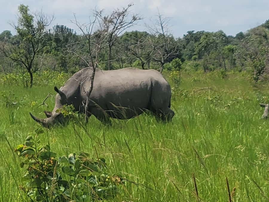 From Kampala: Ziwa Rhino Sanctuary Day Tour with Lunch - The early departure and breakfast stop