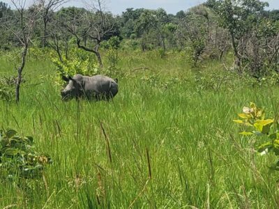 From Kampala: Ziwa Rhino Sanctuary Day Tour with Lunch
