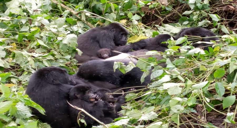 From Kigali: 1-Day Gorilla Trekking in Uganda - Key points to know before you book
