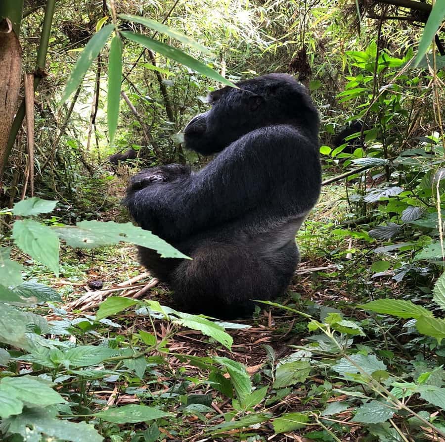 From Kigali: 1-Day Gorilla Trekking in Uganda - From Kigali at 3:00 AM to the Uganda border