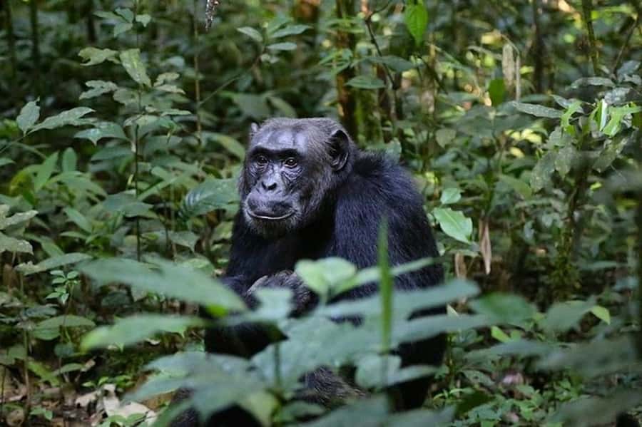 From Kigali: 1-Day Gorilla Trekking in Uganda - Meeting the ranger at the park headquarters