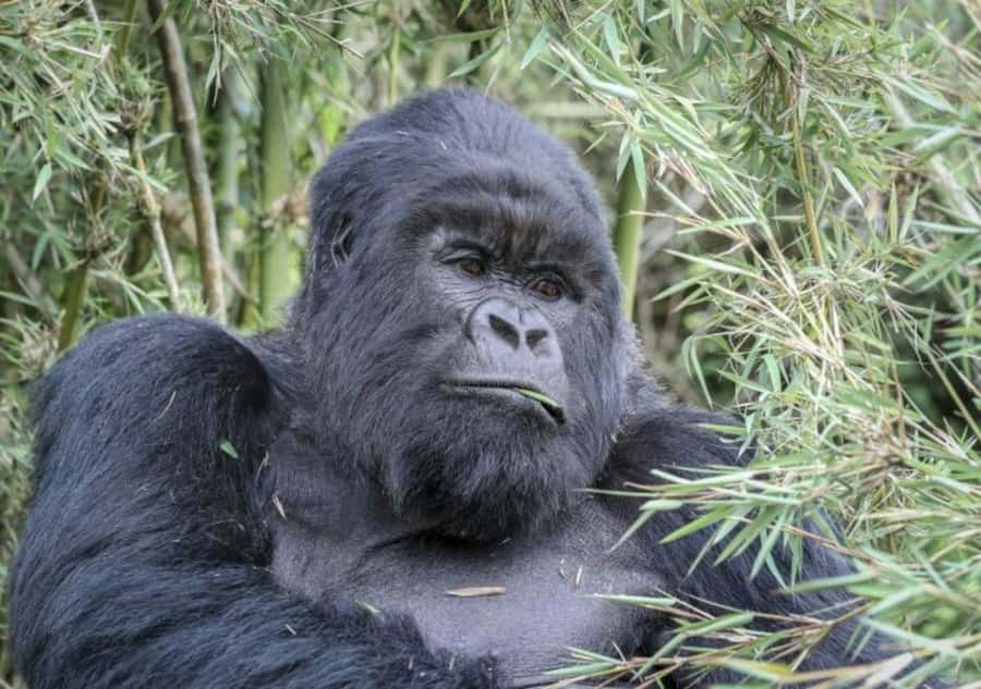 From Kigali: 1-Day Gorilla Trekking in Uganda - Breakfast near Mghahinga National Park