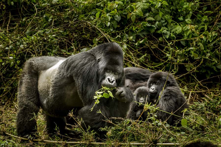 From Kigali: 2-Day Gorilla Trek: Bwindi Nat Park - The one-hour meeting with the gorillas