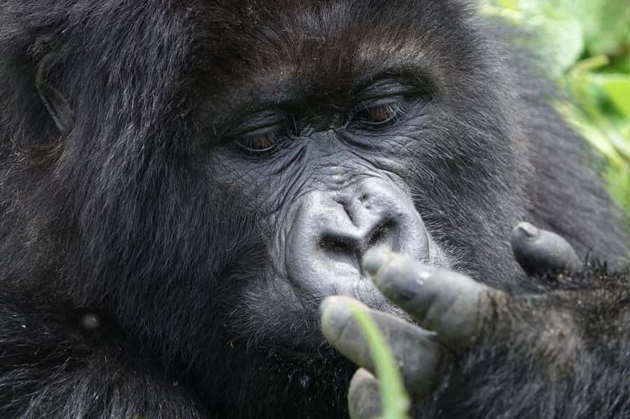 From Kigali: 2-Day Gorilla Trek: Bwindi Nat Park - Guides, vehicles, and the level of service