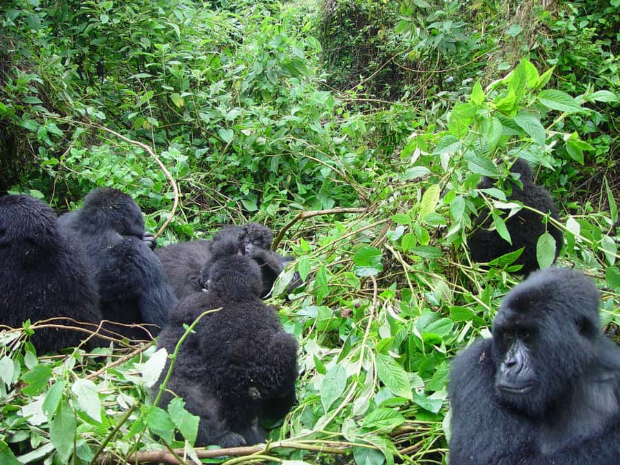From Kigali: 2-Day Gorilla Trek: Bwindi Nat Park - What to pack for the Virunga forest
