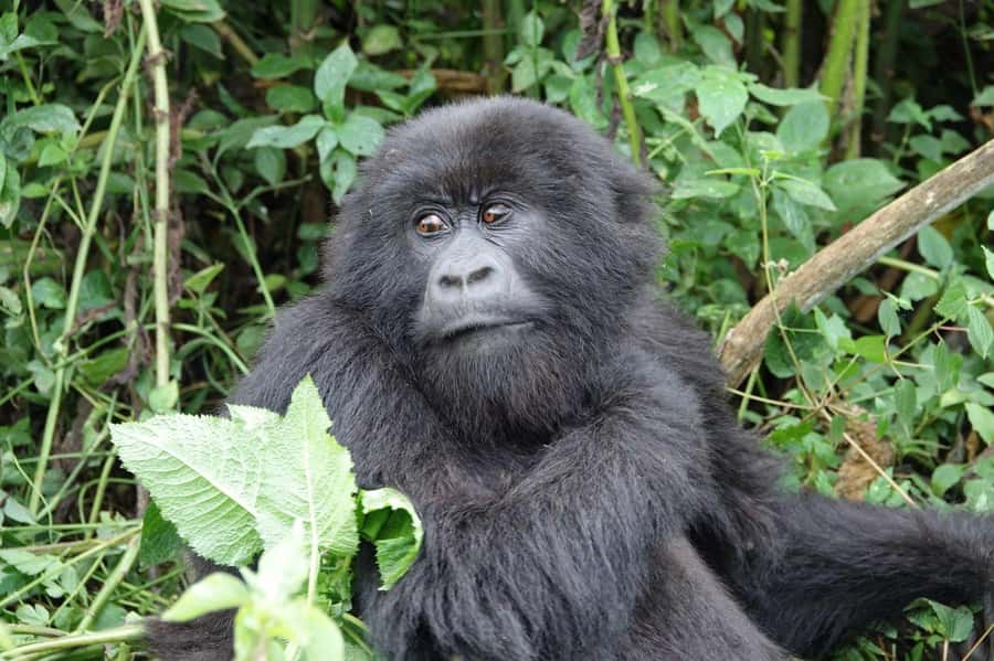 From Kigali: 2-Day Gorilla Trek: Bwindi Nat Park - Who should book this two-day trek?