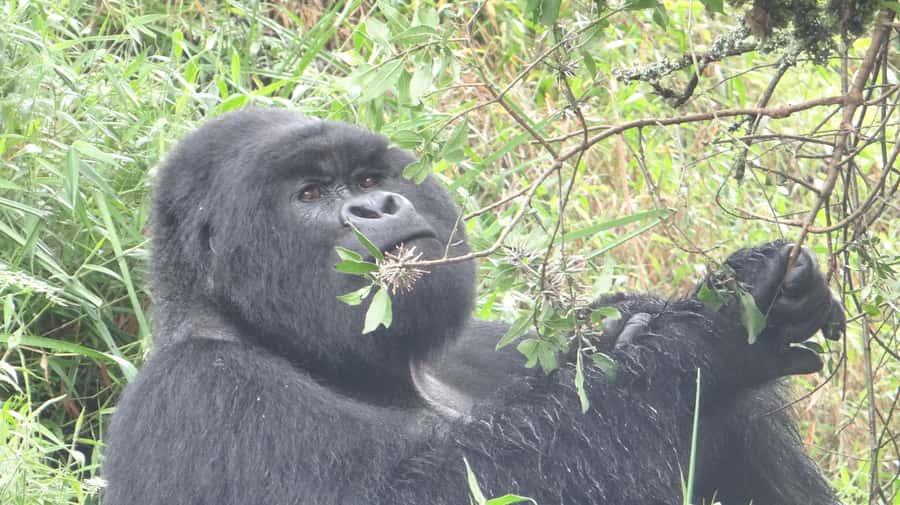 From Kigali: 2-Day Gorilla Trek in Bwindi - Key points to know before you book