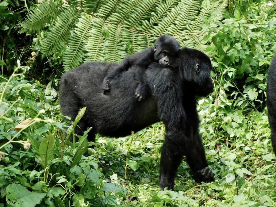 From Kigali: 2-Day Gorilla Trek in Bwindi - Crossing into Uganda without budget surprises