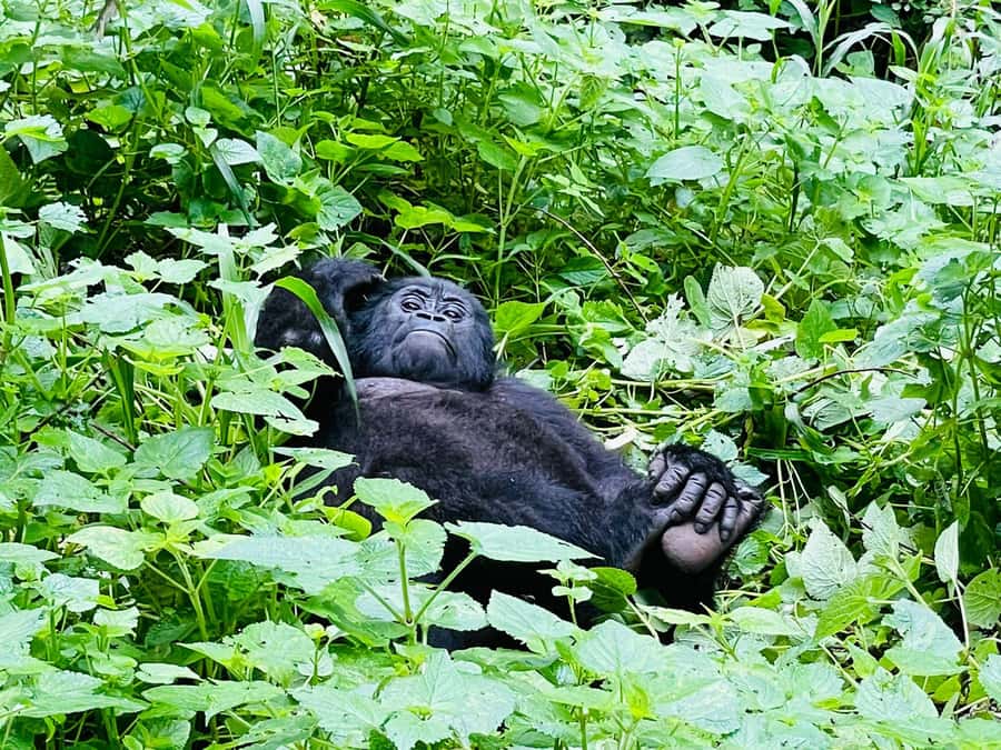 From Kigali: 2-Day Gorilla Trek in Bwindi - One hour with a habituated gorilla family