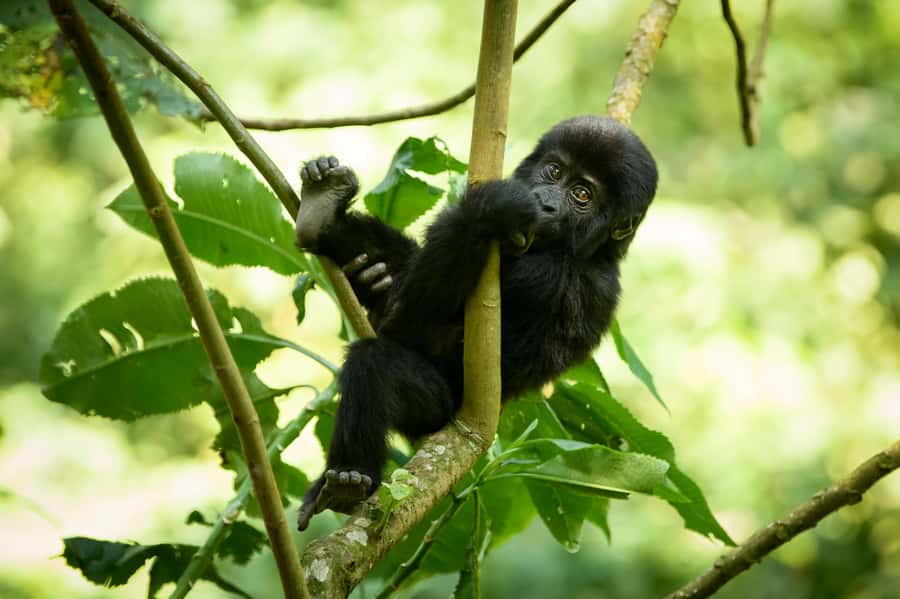 From Kigali: 2-Day Gorilla Trek in Bwindi - The return to Kigali and the cost of a short schedule