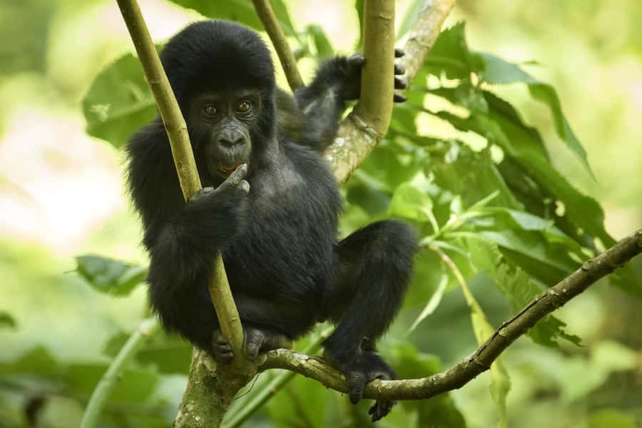 From Kigali: 2-Day Gorilla Trek in Bwindi - What the guide and vehicle add