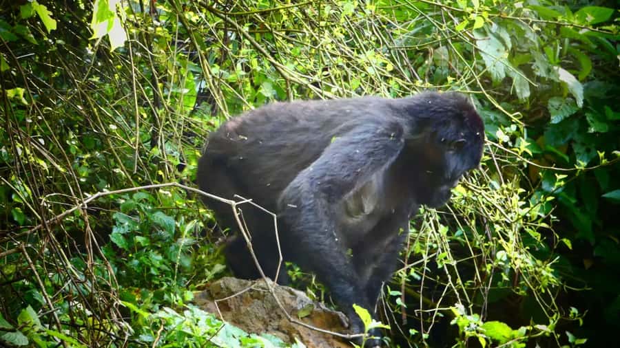 From Kigali: 2-Day Gorilla Trek in Bwindi - Batwa visit and lake cruise: optional, not automatic