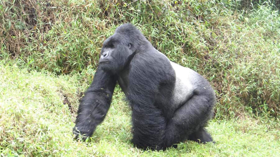 From Kigali: 2-Day Gorilla Trek in Bwindi - Who will get the most from this trip