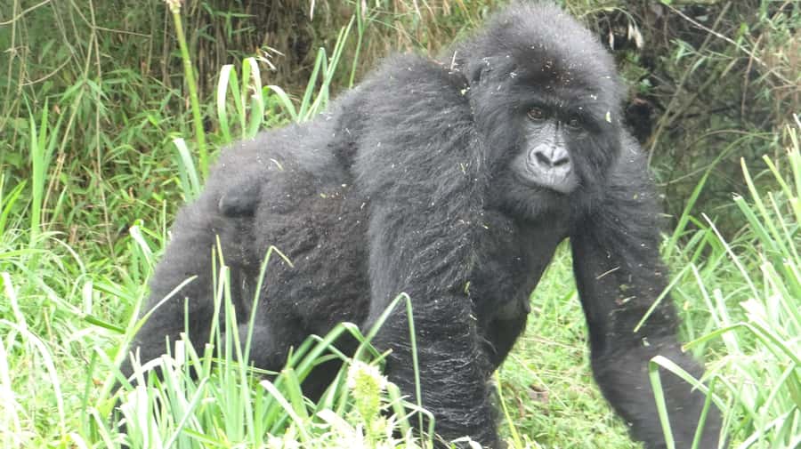 From Kigali: 2-Day Gorilla Trek in Bwindi - Day 1: Kigali, the border, and the road to Bwindi