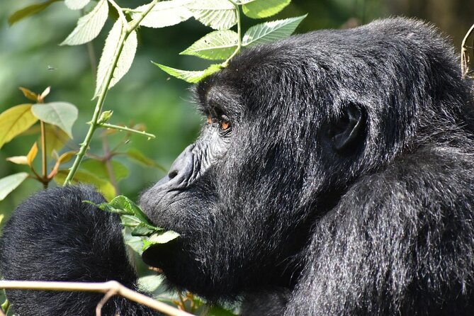 Gorilla & Chimpanzee Trekking in Uganda - 5 Days - Day 3: Ishasha lions and the road to Bwindi