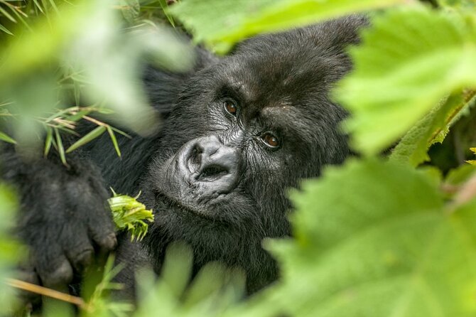 Gorilla Safari Holiday - Why Bwindi makes this four-day trip special