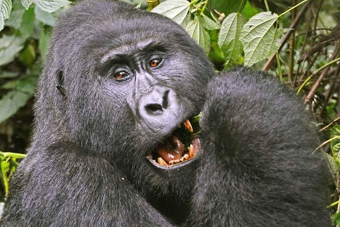 Gorilla Safari Holiday - Day two: Flying to Kisoro and reaching Bwindi