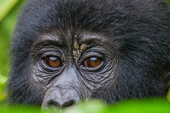 Gorilla Safari Holiday - Day one: Entebbe arrival and the Kampala overnight