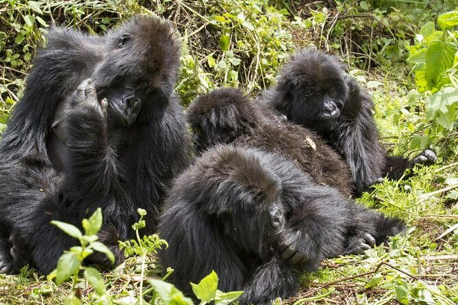 Gorilla Tracking & Batwa Culture Experience - Key points to know before booking