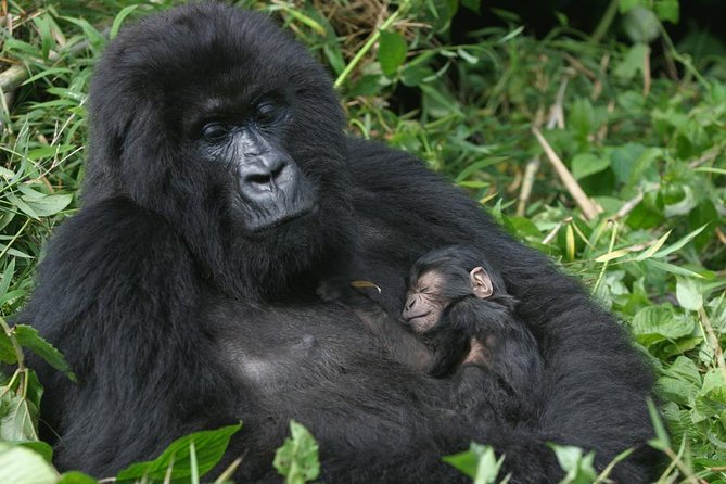 Gorilla Tracking & Batwa Culture Experience - Why Bwindi makes this trip special
