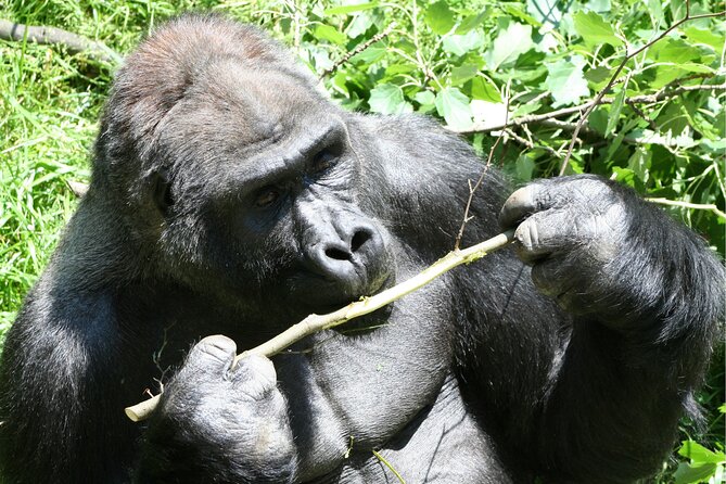 Gorilla Tracking & Batwa Culture Experience - Day 2: Searching for mountain gorillas