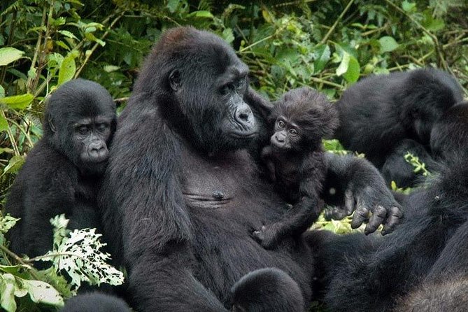 Gorilla Tracking & Batwa Culture Experience - The Batwa visit adds a human side