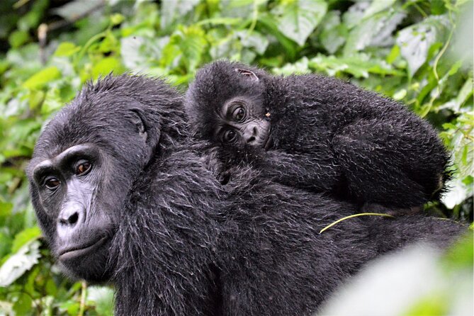 Gorilla Tracking & Batwa Culture Experience - Day 3: Kabale scenery, Mbarara lunch, and the return
