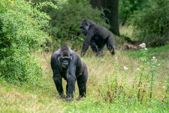 Gorilla Tracking & Batwa Culture Experience - Who should book this experience