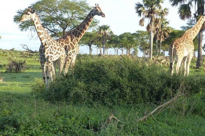 Gorilla trekking - The guide can shape the whole experience