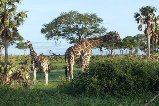 Gorilla trekking - Day one: the 10-hour road trip from Kampala