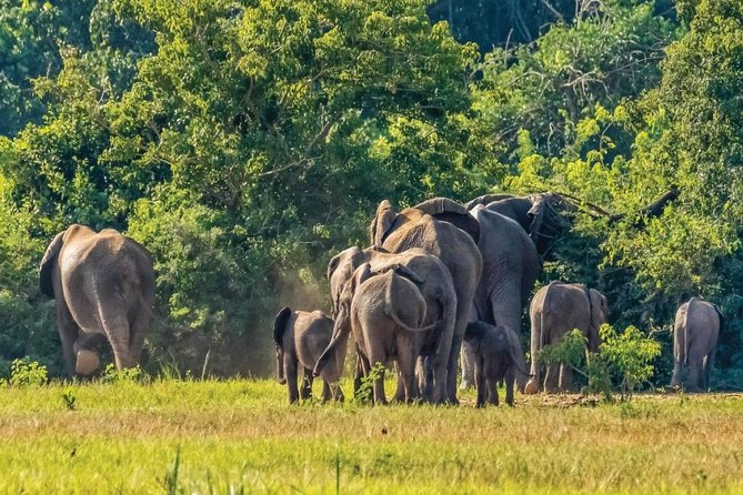 Guided Safari to Murchison Falls from Masindi - Why the Nile makes Murchison Falls special