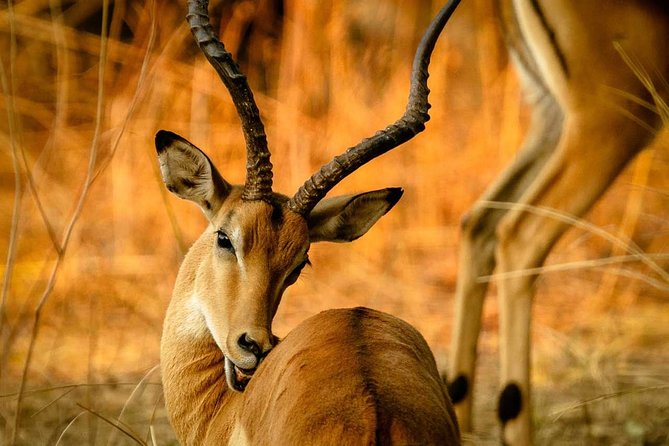 Guided Safari to Murchison Falls from Masindi - The guides and the human side of the trip