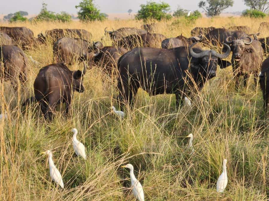 Kampala: 3-Day Murchison Falls Safari - Why Murchison Falls makes a strong three-day safari