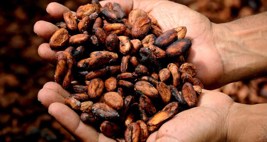 Kampala: Hands-On Chocolate Making Experience - Key points at a glance