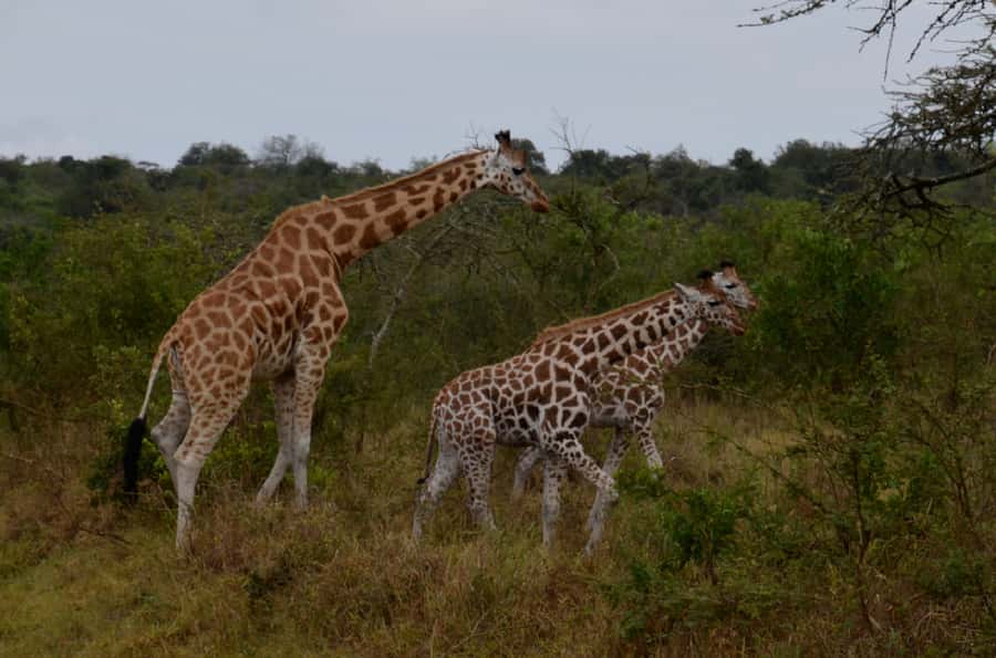 Lake Mburo National Park with Equator, Game Drive & Cruise - Three hours among zebra and eland