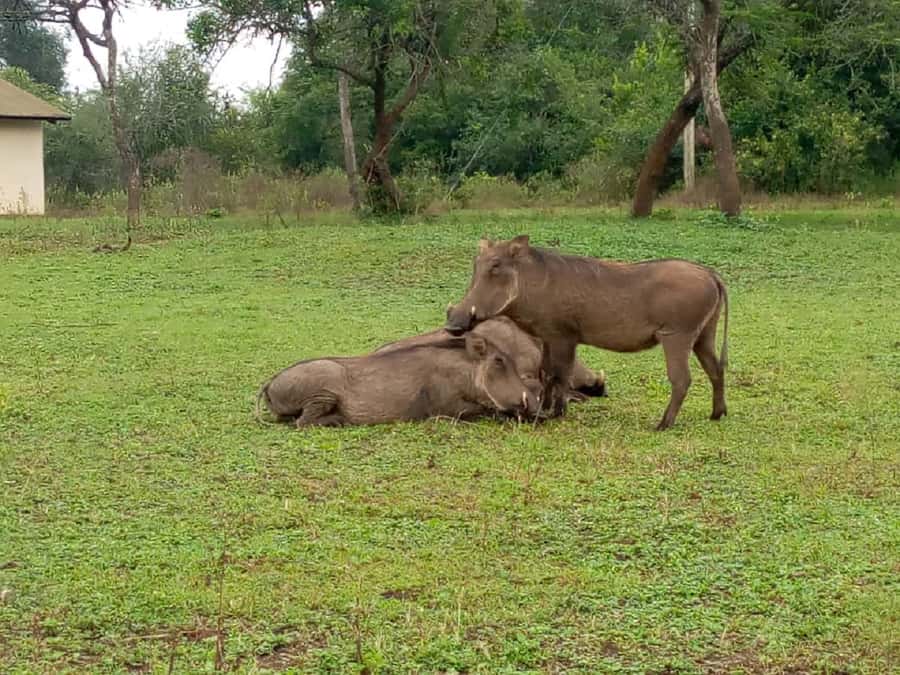Lake Mburo National Park with Equator, Game Drive & Cruise - Who should book this Lake Mburo day trip?