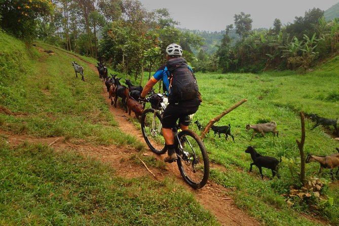 Lake Victoria Island Cycling Tour from Kampala - Is $62.23 a fair price?