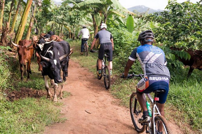Lake Victoria Island Cycling Tour from Kampala - Who will enjoy this outing most