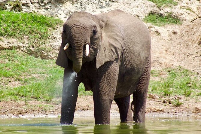 Mambo Gorilla Safaris, is an African based Tour Agency, offering the best ever - Gorilla travel and the importance of a written plan