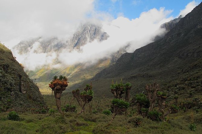 Mountain Rwenzori Trekking Uganda 9 Day Safari - Day 6: Margherita Glacier and the summit attempt