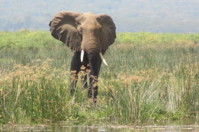 Murchison Falls 2 Days Game Safari (4 people Minimum required) - Price, inclusions, and what to budget