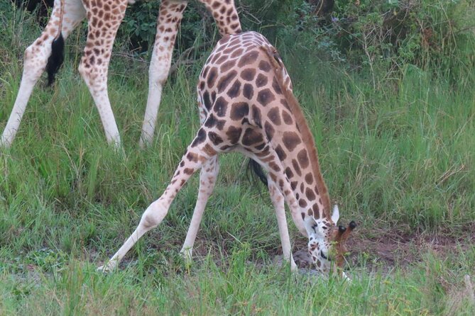 Murchison Falls 2 Days Game Safari (4 people Minimum required) - Standing above the Nile at the Top of the Falls