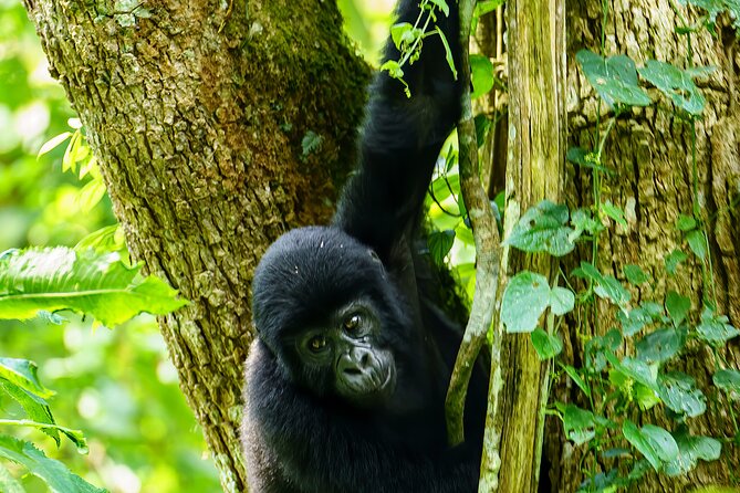 Private 3 Day Gorilla Trekking Safari in Uganda - Why this three-day Uganda safari is built around one big moment