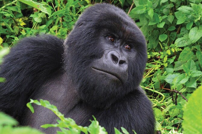 Private 3 Day Gorilla Trekking Safari in Uganda - Day 2: Registration and the search for a gorilla family
