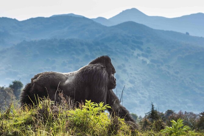 Private 3 Day Gorilla Trekking Safari in Uganda - The one-hour gorilla encounter