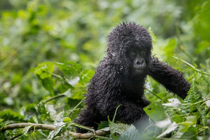 Private 3 Day Gorilla Trekking Safari in Uganda - Day 3: The long return to Entebbe