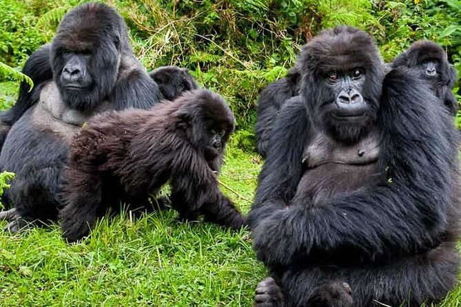 Private 3 Day Gorilla Trekking Safari in Uganda - What the private format changes