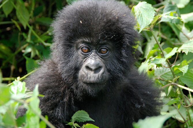 Private 3 Day Gorilla Trekking Safari in Uganda - Your lodge night matters more than it first appears