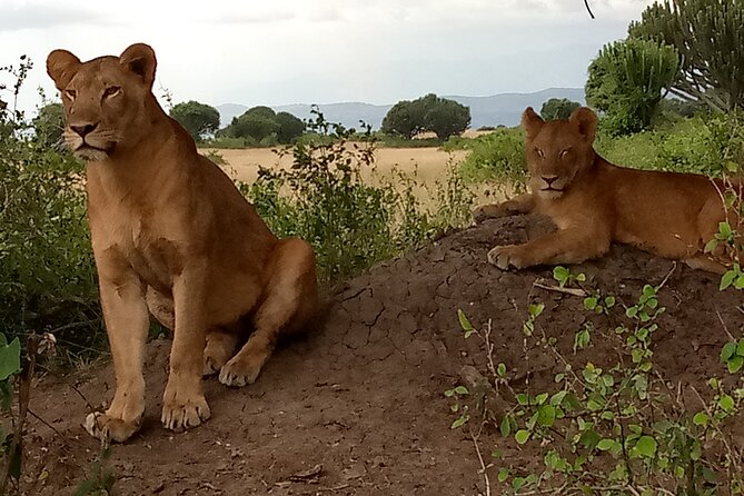 Private 3-Day Tour in Queen Elizabeth Park Safari - What the $885 price really buys