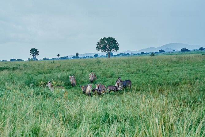 Private 5-Day Kidepo Valley and Murchison Falls National Parks - Why this five-day route is unusual